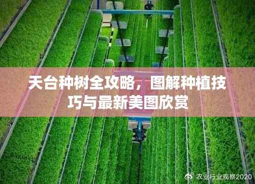 天台种树全攻略,图解种植技巧与最新美图欣赏