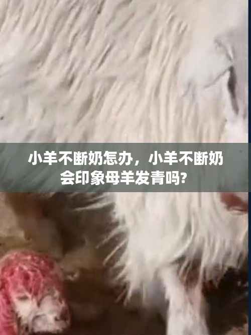 小羊不断奶怎办,小羊不断奶会印象母羊发青吗?