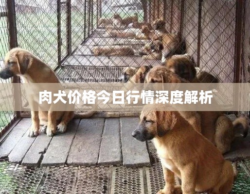 肉犬价格今日行情深度解析