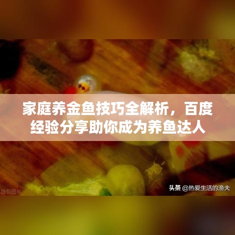 家庭养金鱼技巧全解析,百度经验分享助你成为养鱼达人