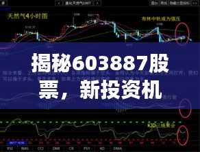 揭秘603887股票,新投资机遇与挑战并存