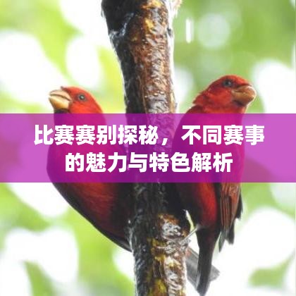 比赛赛别探秘,不同赛事的魅力与特色解析