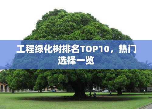 工程绿化树排名TOP10，热门选择一览